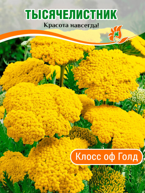 Тысячелистник Клос оф Голд (таволговый) 