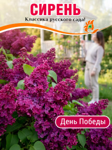 Сирень День Победы (обыкновенная) Сирень День Победы (обыкновенная)