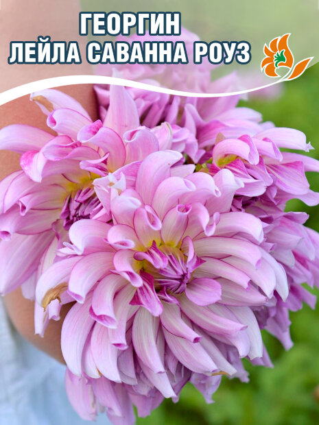 Георгин Лейла Саванна Роуз (кактусовидный)