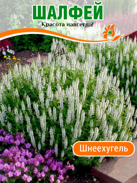 Сальвия (Шалфей) Шнеехугель (дубравная) 