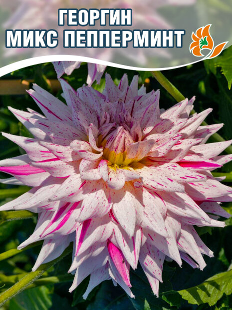 Георгин Микс Пепперминт (кактусовидный) 