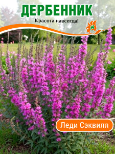 Дербенник Леди Сэквилл, иволистный Дербенник Леди Сэквилл, иволистный