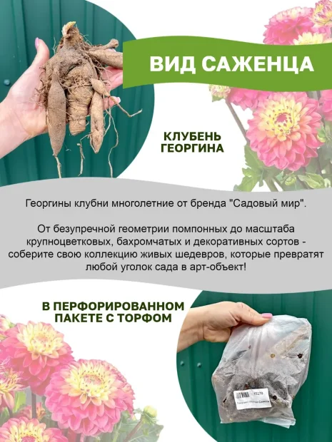 Георгин Фринжед Стар (кактусовидный)