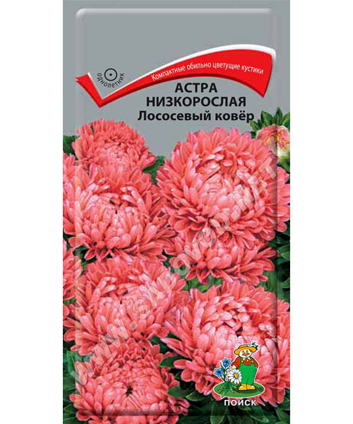 Астра низкорослая Лососевый Ковёр семена