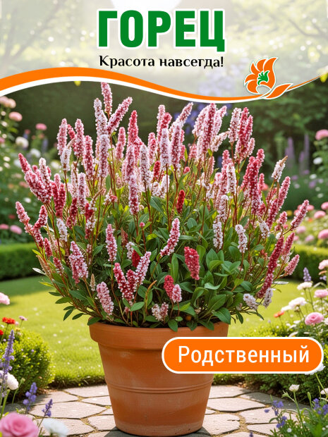 Горец родственный