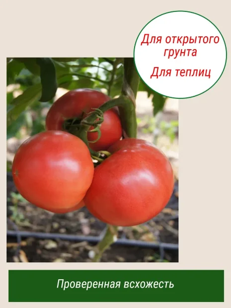 Томат Конь-огонь семена 