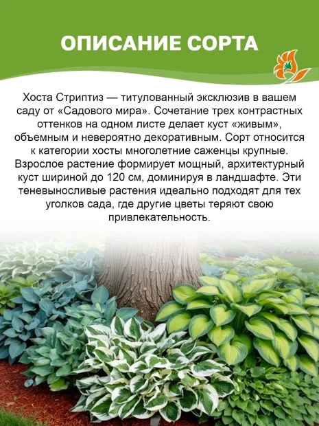 Хоста Стриптиз