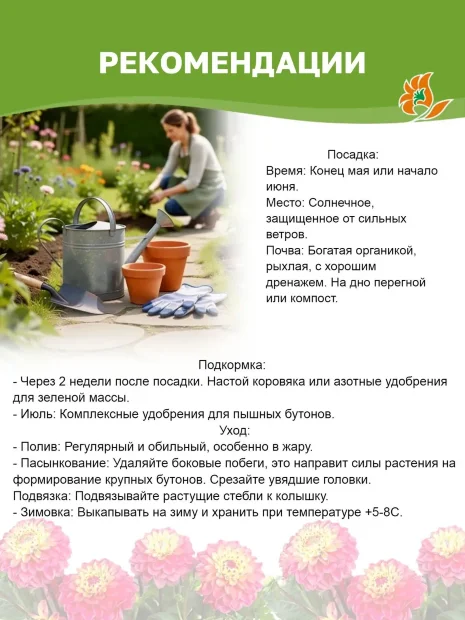 Георгин Хиллкрест Кэнди (кактусовидный) 