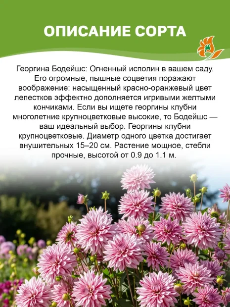 Георгин Бодейшс (декоративный)