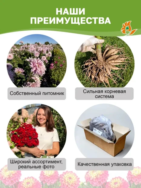 Георгин Бодейшс (декоративный)