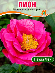 Пион Паула Фей (травянистый) Пион Паула Фей (травянистый)