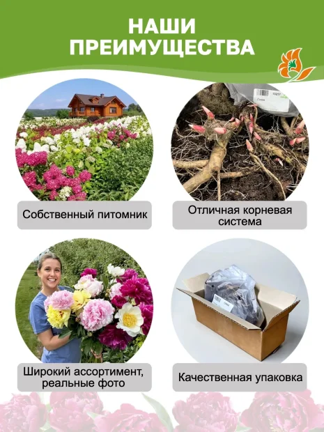 Пион Паула Фей (травянистый) 