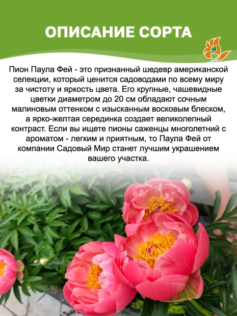Пион Паула Фей (травянистый) 