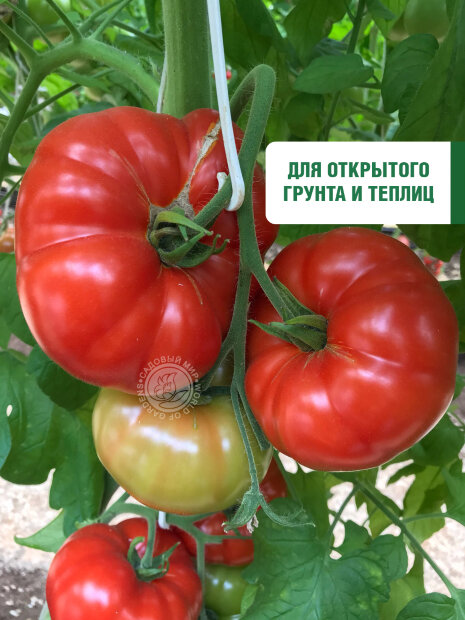 Томат Сахарное мясо семена 
