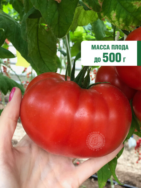 Томат Сахарное мясо семена 