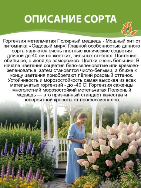 Гортензия Полярный Медведь (Polar Bear) (метельчатая) саженцы 