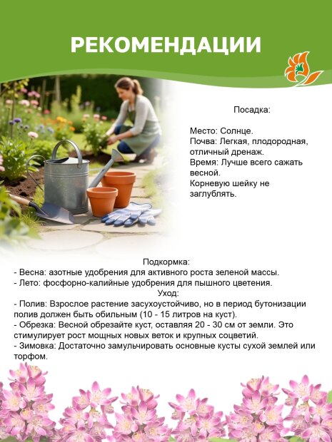 Дейция Монт Роуз (гибридная) саженцы 