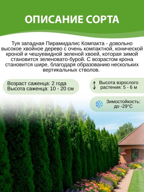 Туя Пирамидалис Компакта (западная)
