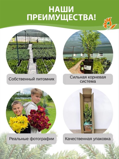 Туя Пирамидалис Компакта (западная)