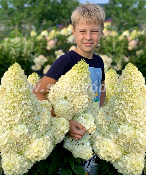 Гортензия Мэджикал Мунлайт (метельчатая) саженцы 