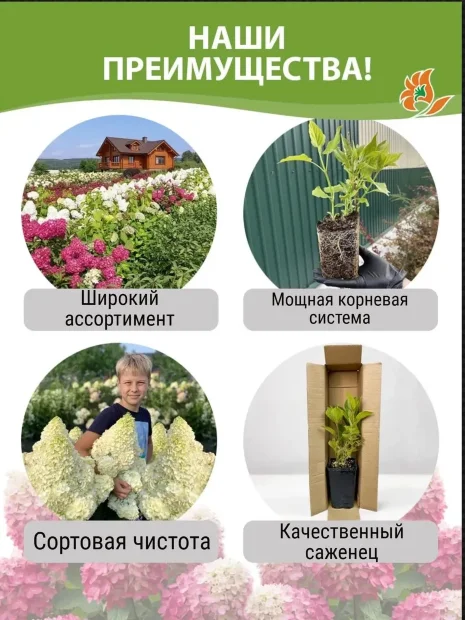 Гортензия Мэджикал Мунлайт (метельчатая) саженцы 