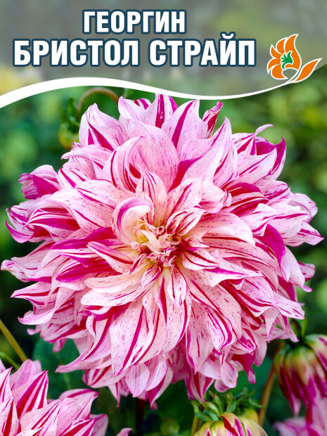 Георгин Бристол Страйп (крупноцветковый)
