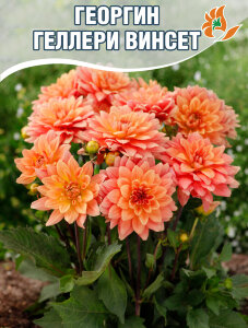Георгин Геллери Винсент (низкорослый)