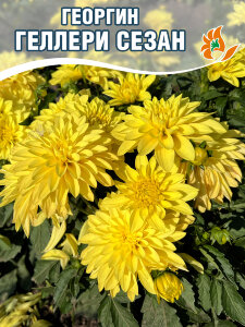 Георгин Геллери Сезан (низкорослый)
