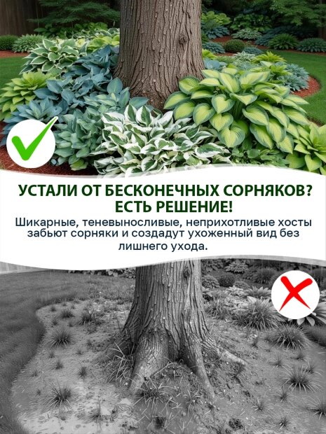 Хоста Кристмас Кэнди