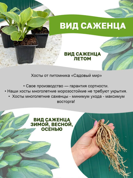 Хоста Кристмас Кэнди