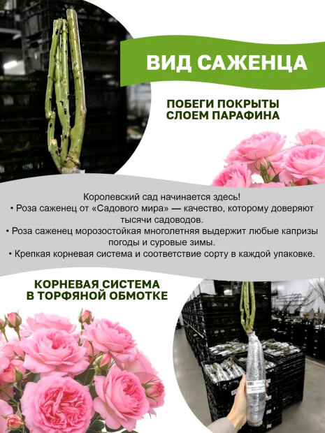 Роза Корал Желе 