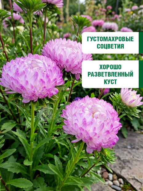 Астра пионовидная Дюшес Роуз энд Вайт семена