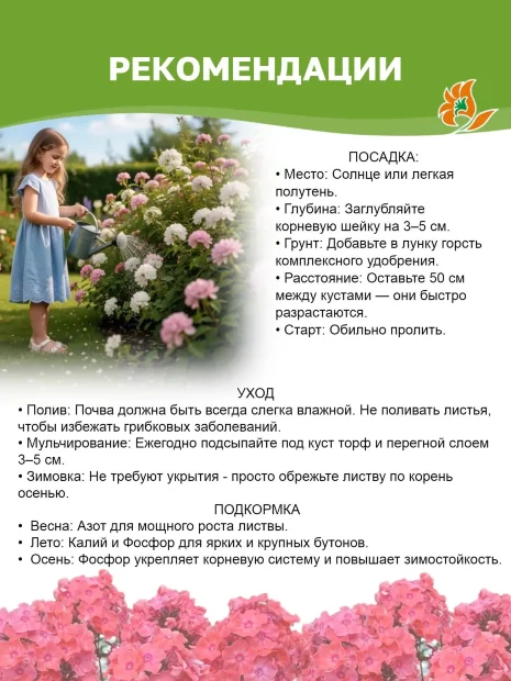 Флокс Голубые Кристаллы
