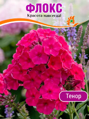 Флокс Тенор Флокс Тенор