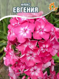 Флокс Евгения Флокс Евгения
