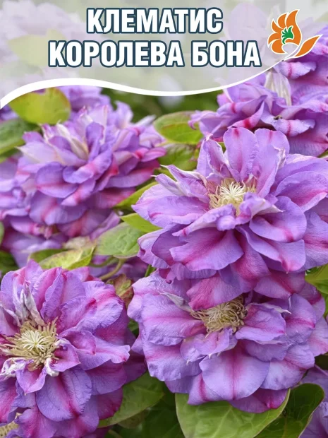Клематис Королева Бона (крупноцветковый) саженцы 