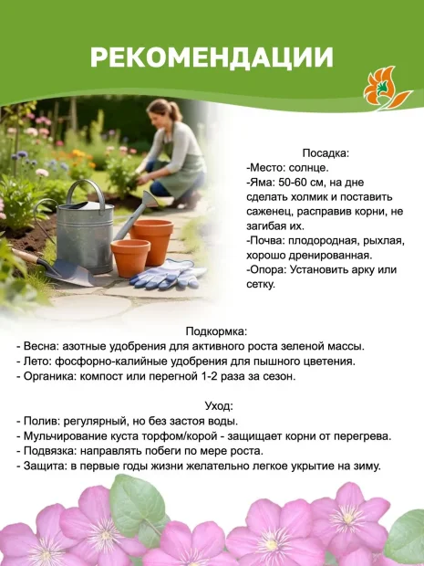 Клематис Королева Бона (крупноцветковый) саженцы 