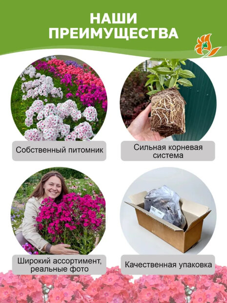 Флокс Стразы