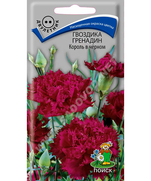 Гвоздика гренадин Король в чёрном семена