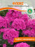 Флокс Суфле-Смородина
