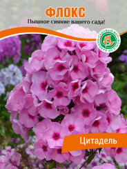 Флокс Цитадель
