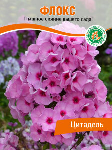 Флокс Цитадель