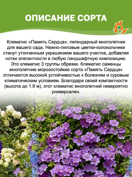 Клематис Память Сердца (крупноцветковый) саженцы 