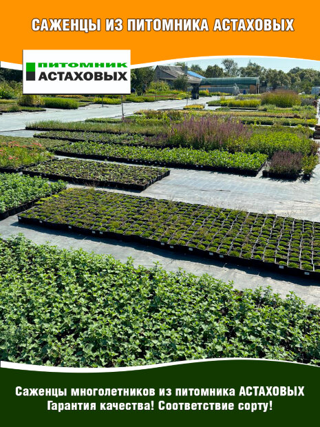 Гвоздика Энжел оф Пьюрити, перистая