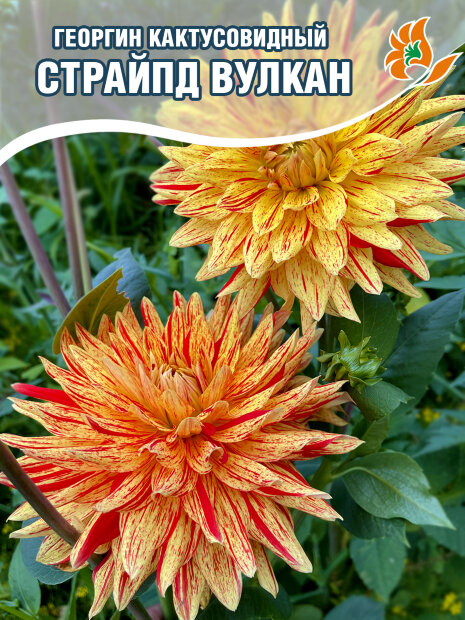 Георгин Страйпд Вулкан (кактусовидный)