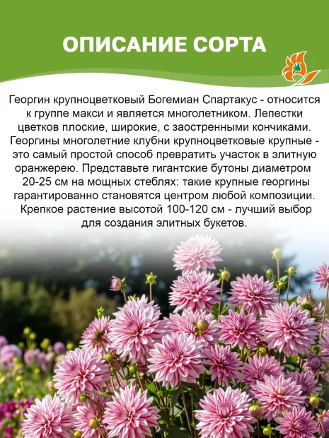 Георгин Богемиан Спартакус (крупноцветковый)