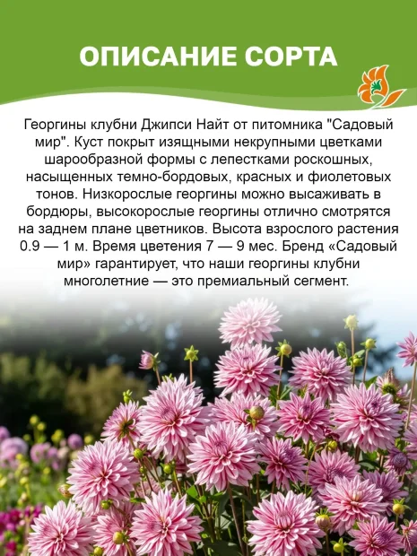 Георгин Джипси Найт (помпонный)