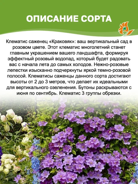 Клематис Краковяк (крупноцветковый)  саженцы 