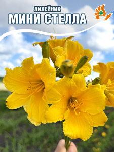 Лилейник Мини Стелла Лилейник Мини Стелла
