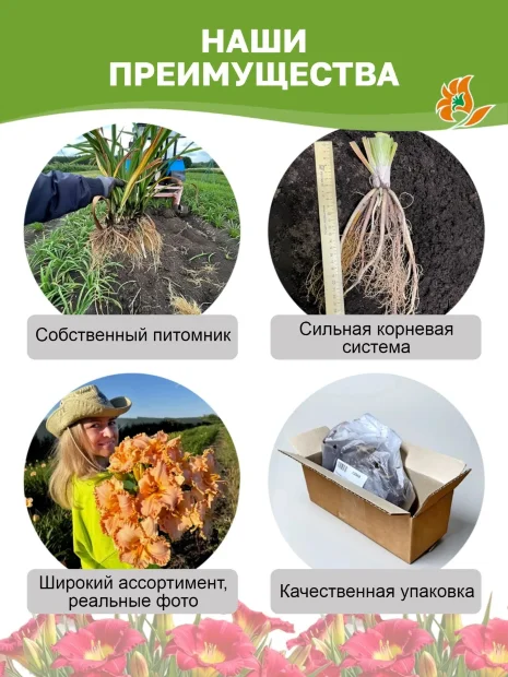 Лилейник Мини Стелла 